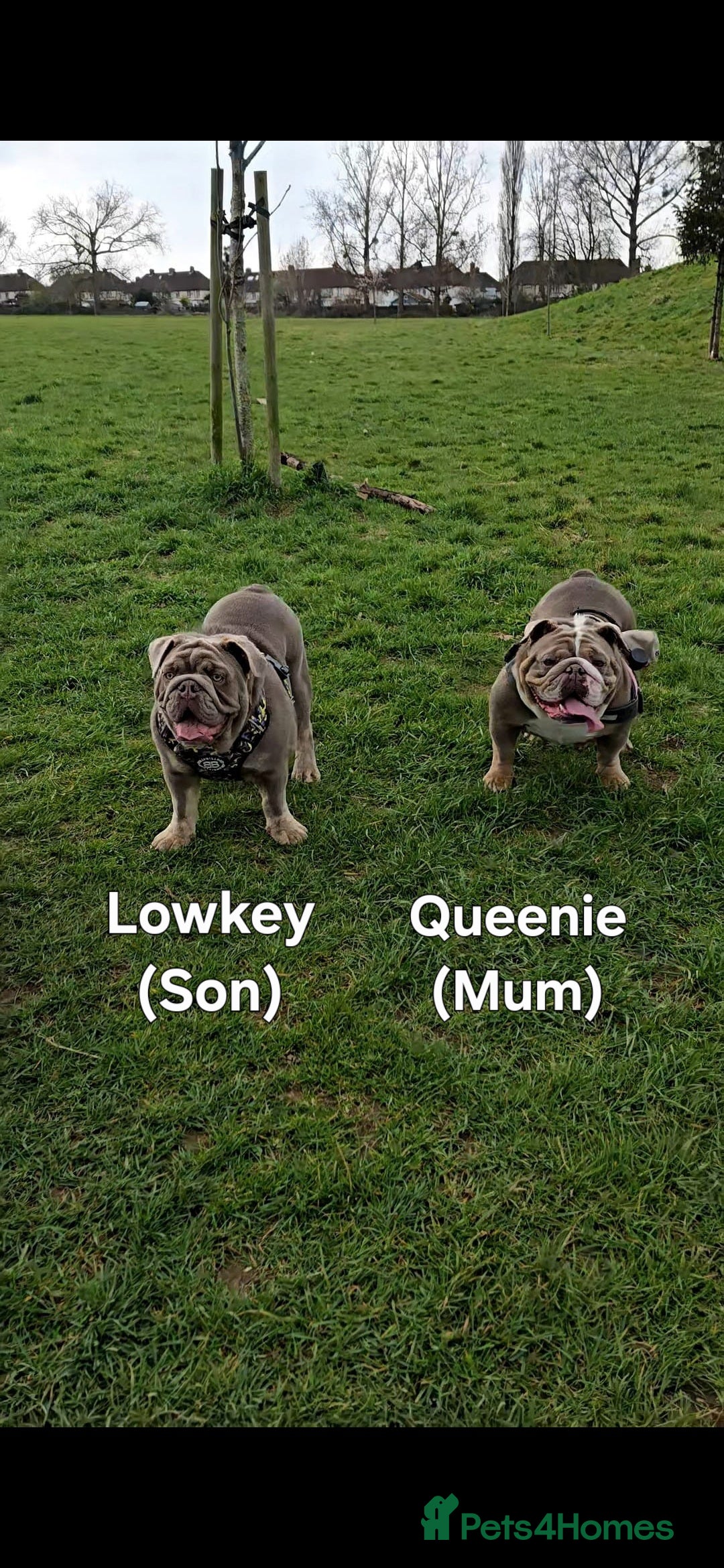 English Bulldog dogs for stud: Lowkey, Pink & Fluffy carrier Proven Stud!  - Image 10