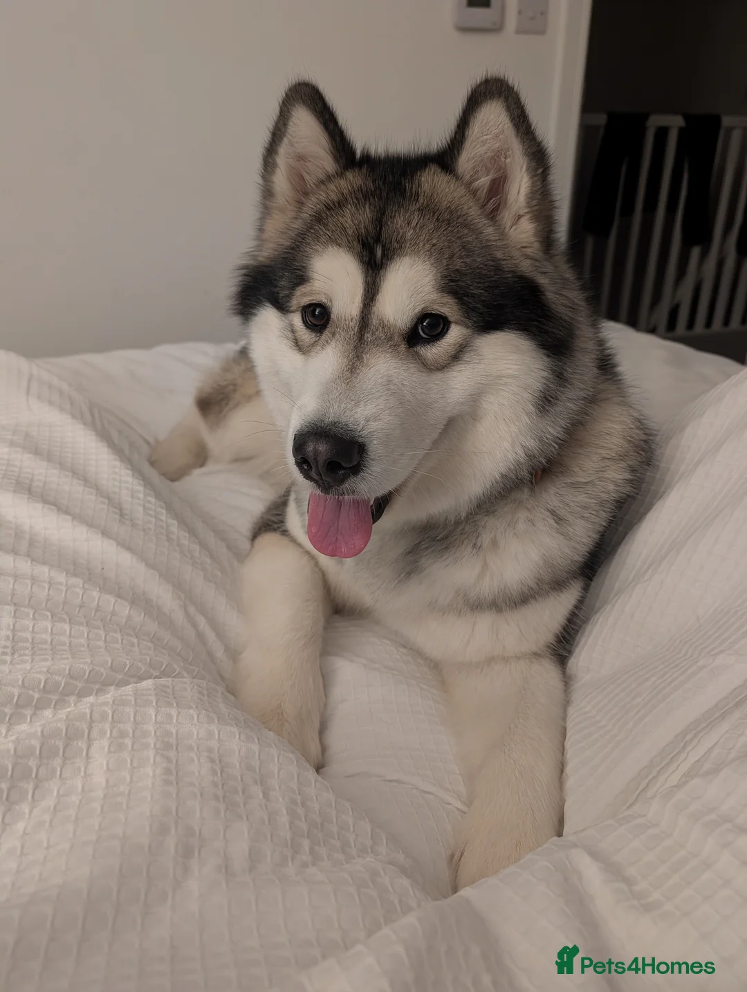 Alaskan Malamute dogs for sale: 21 month old female Alaskan Malamute - Advert 5