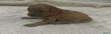 Miniature Poodle 1