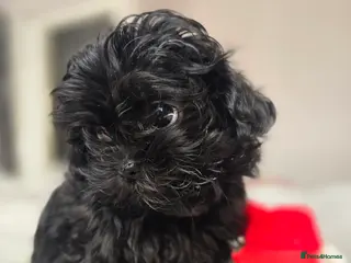 Havanese dogs Russkaya Tsvetnaya Bolonka- Rare,Devoted, Adorable - Advert 5