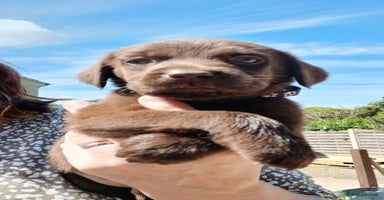 Labrador Retriever dogs - Advert 15