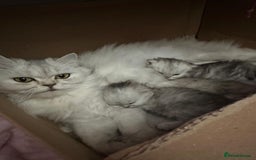 Persian cats for sale: Silver Persian chinchilla kittens, 2 Male 1 Female - Image 9