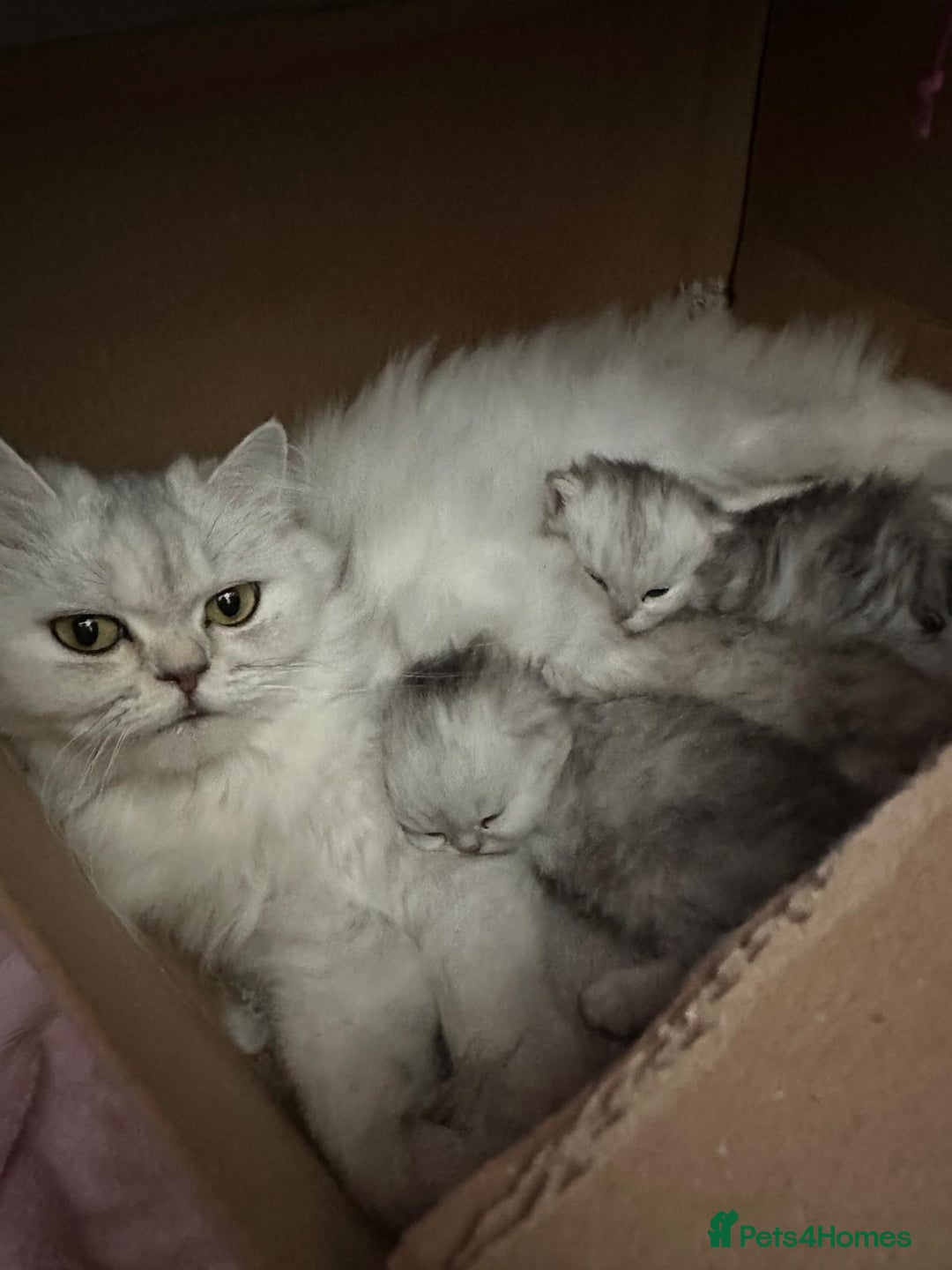 Persian cats for sale: Silver Persian chinchilla kittens, 2 Male 1 Female - Image 9