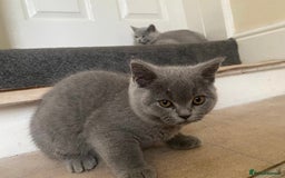British Shorthair cats for sale: GCCF Active Championship line Blue & Lilac Kittens - Image 14