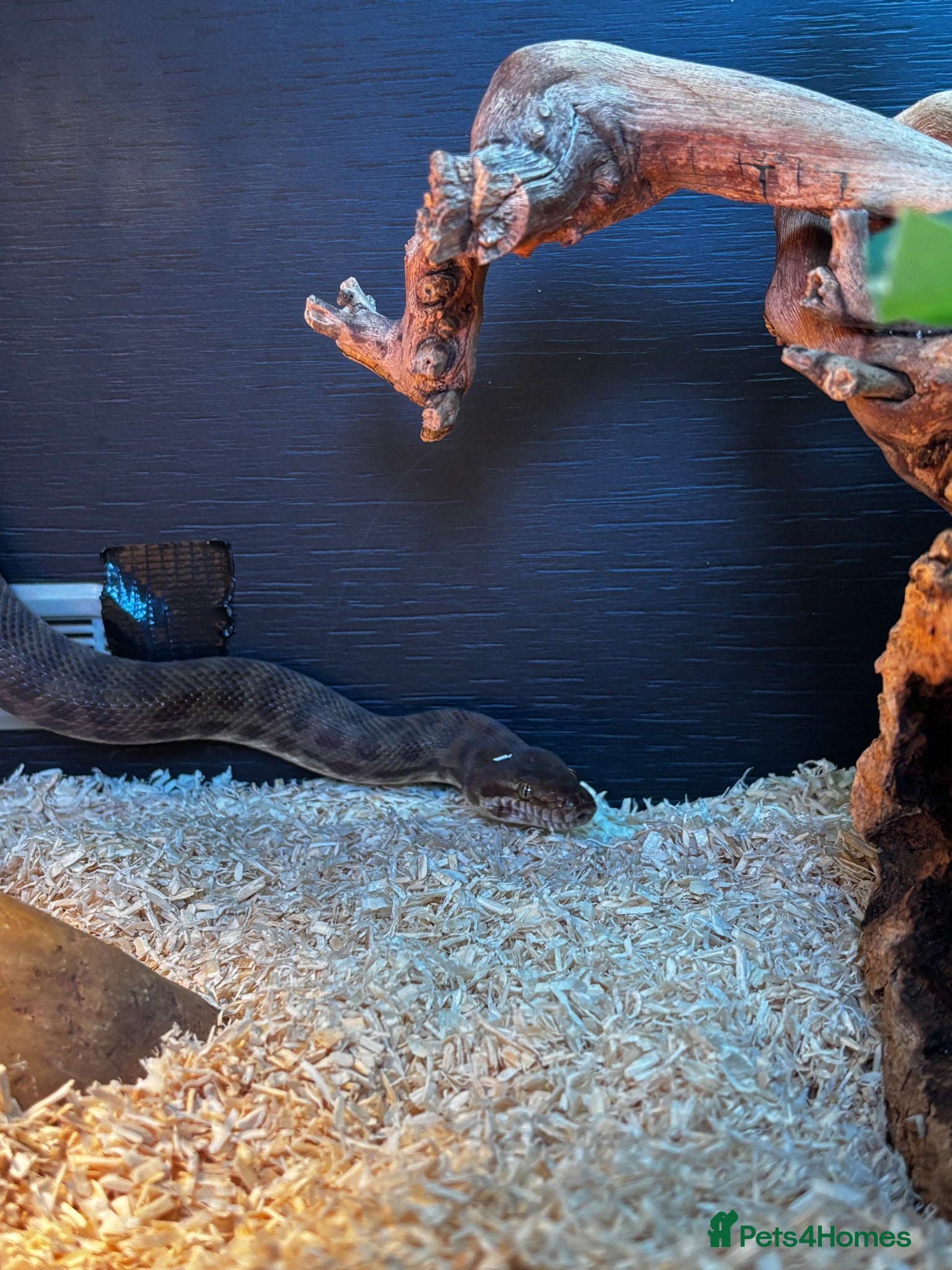 Python Snake reptiles 3 year old male Child’s Python - full set up  - Advert 2