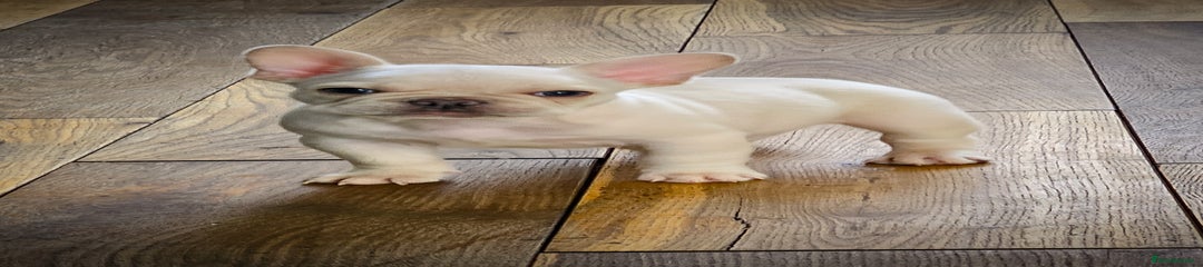 French Bulldog Puppy 4