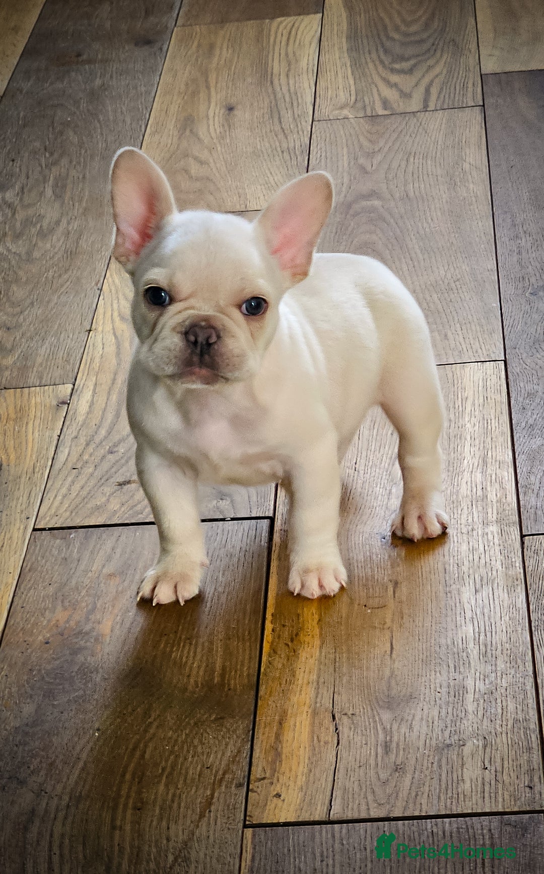 French Bulldog dogs for sale: Five star 🌟 Homes needed  - Image 4