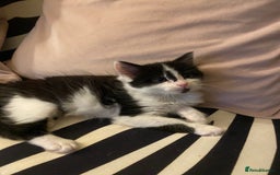 Mixed Breed cats for sale: Fluffy black and white girl - Image 6