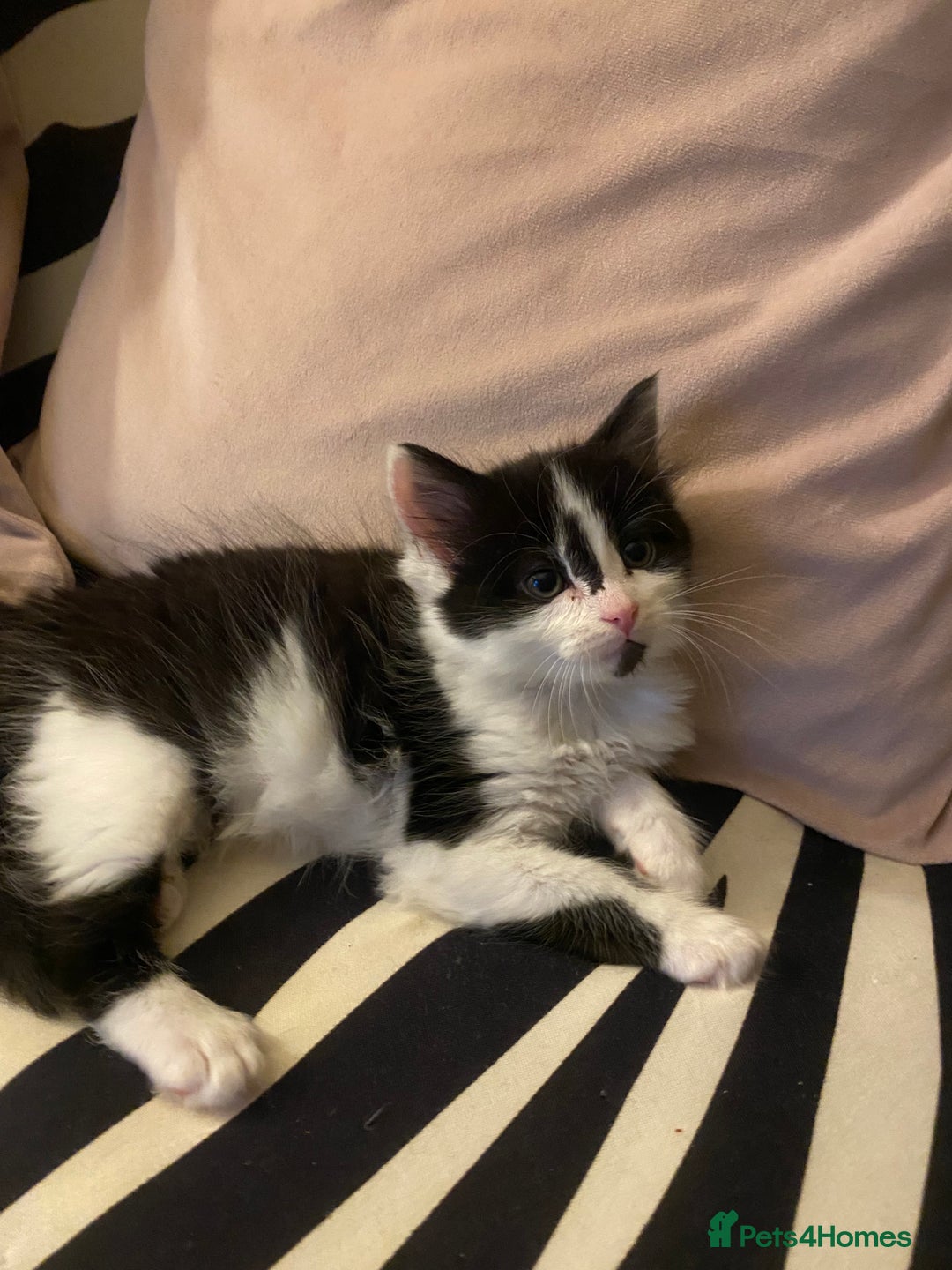Mixed Breed cats for sale: Fluffy black and white girl - Image 6