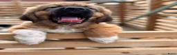 Tibetan Mastiff dogs for sale: Stunning Tibetan Saint Puppies - Ready to go! - Advert 22
