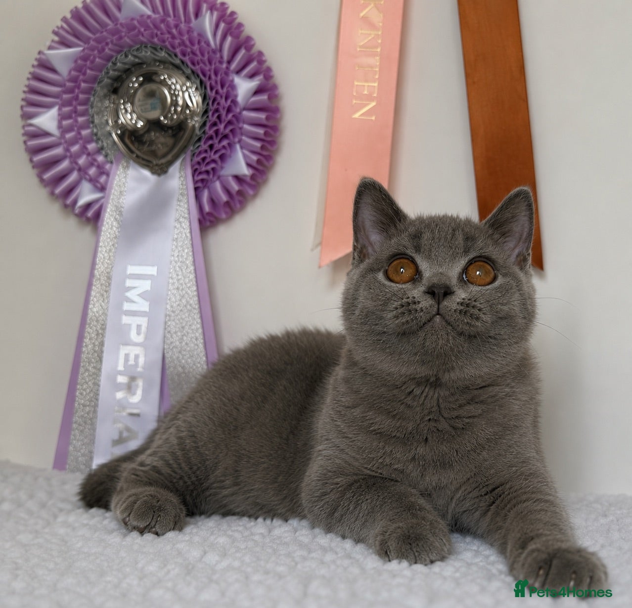 British Shorthair cats ✨ GCCF BEAUTIFUL KITTENS ✨ - Advert 1