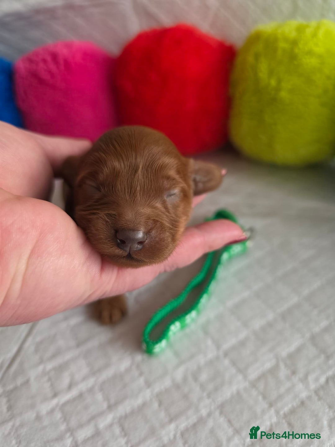 Cavapoo dogs for sale: 🥇 Finest Quality Beautiful F1b Cavapoos 🥇 - Advert 4