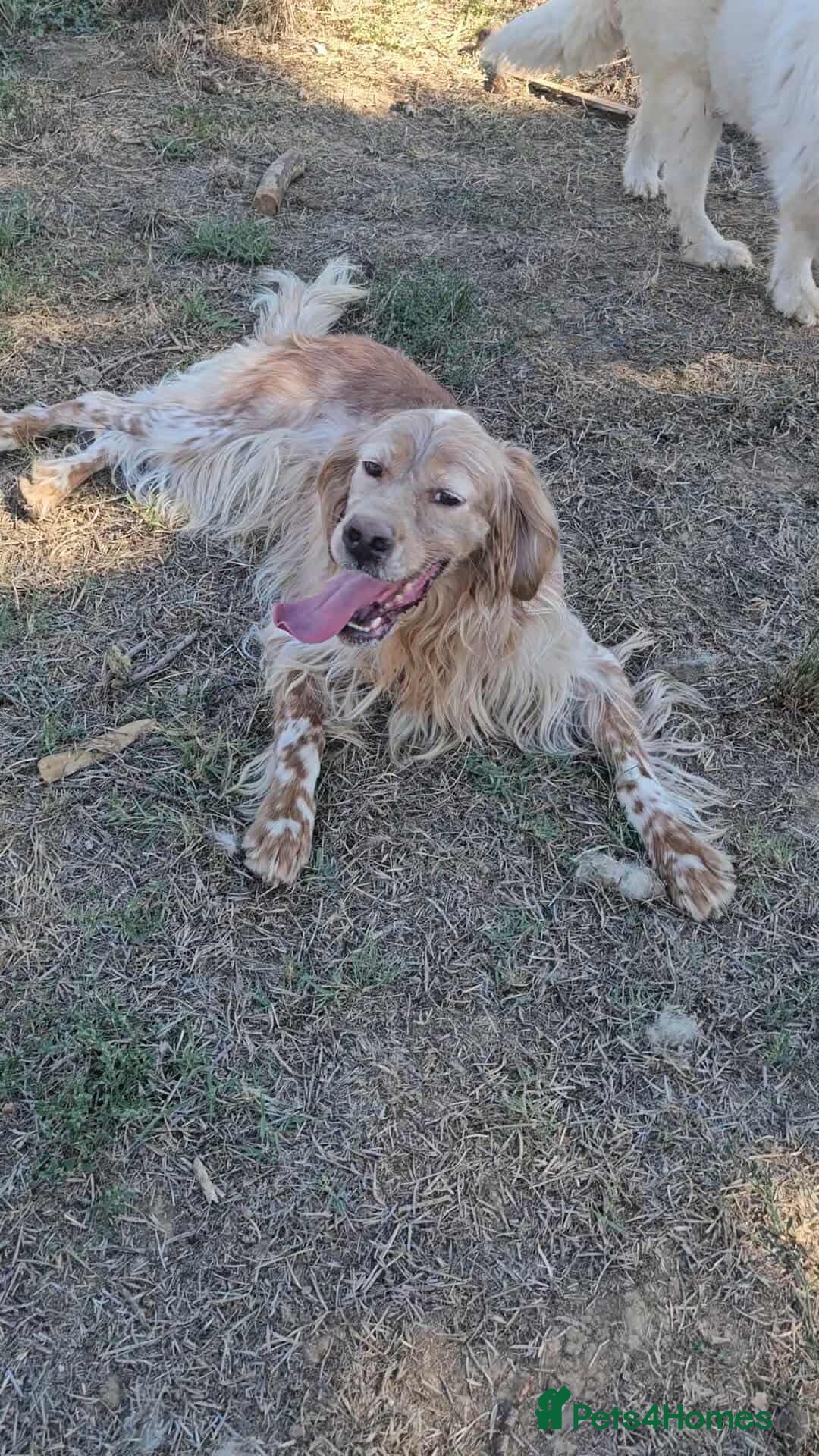 English Setter dogs Harley - Advert 1