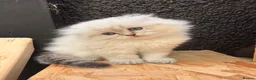 Scottish Fold cats for sale: Fluffy short legs show quality kittens available - Advert 3