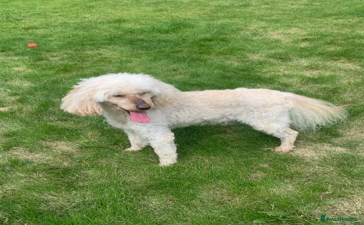 Miniature Poodle dogs - Advert 4