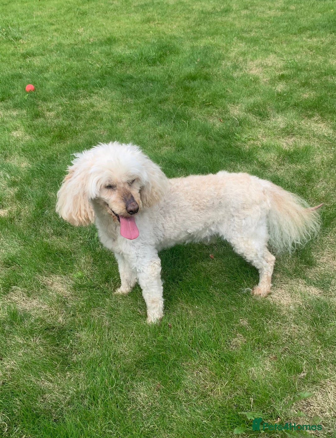 Miniature Poodle dogs for sale: Cream Miniature Poodle 10 yrs old - Image 1