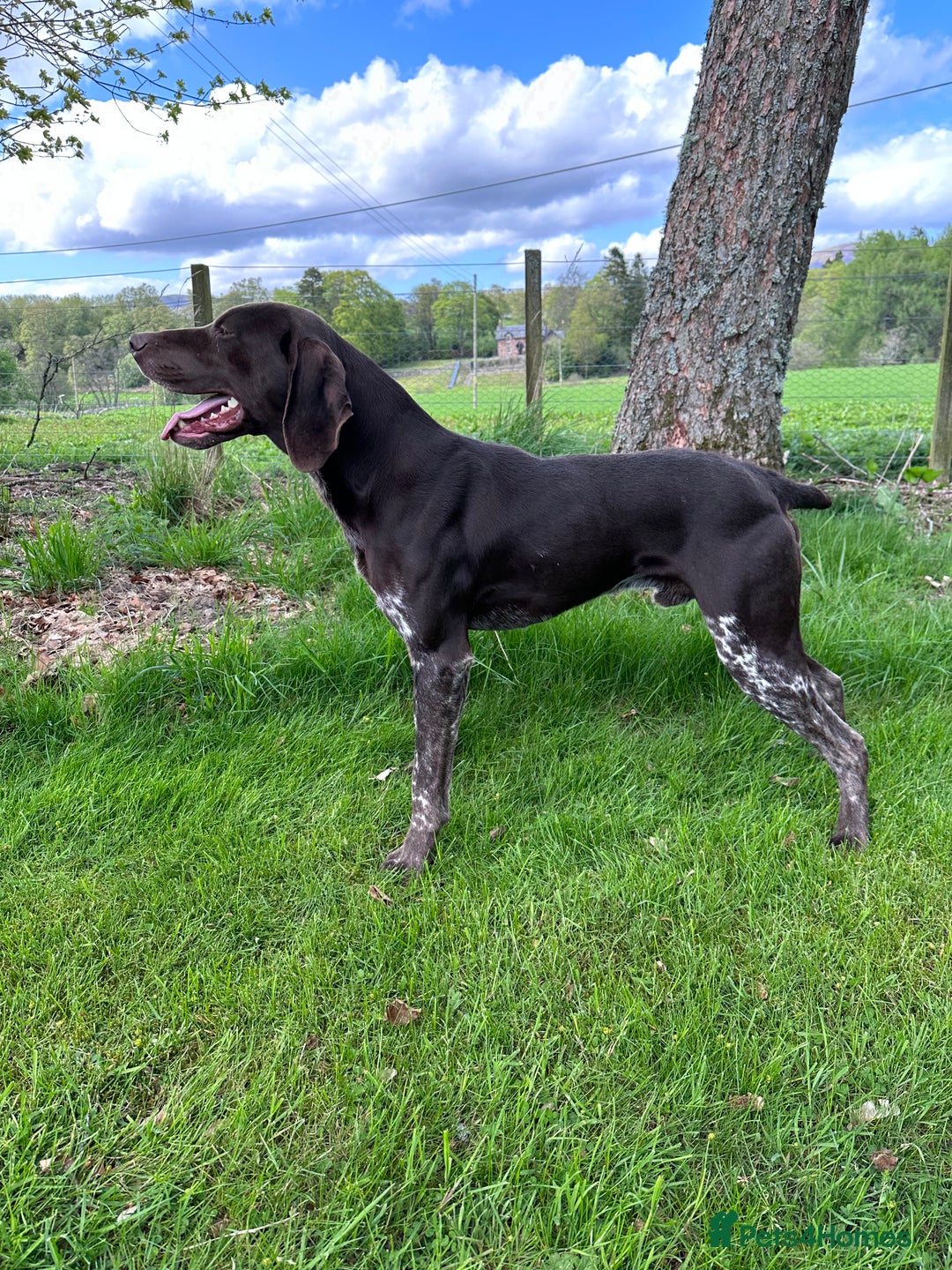 German Shorthaired Pointer dogs for stud: KC REGISTERED & HIP SCORED GSP (STUD) in Perth - Advert 2