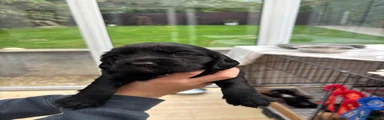 Cocker Spaniel 6