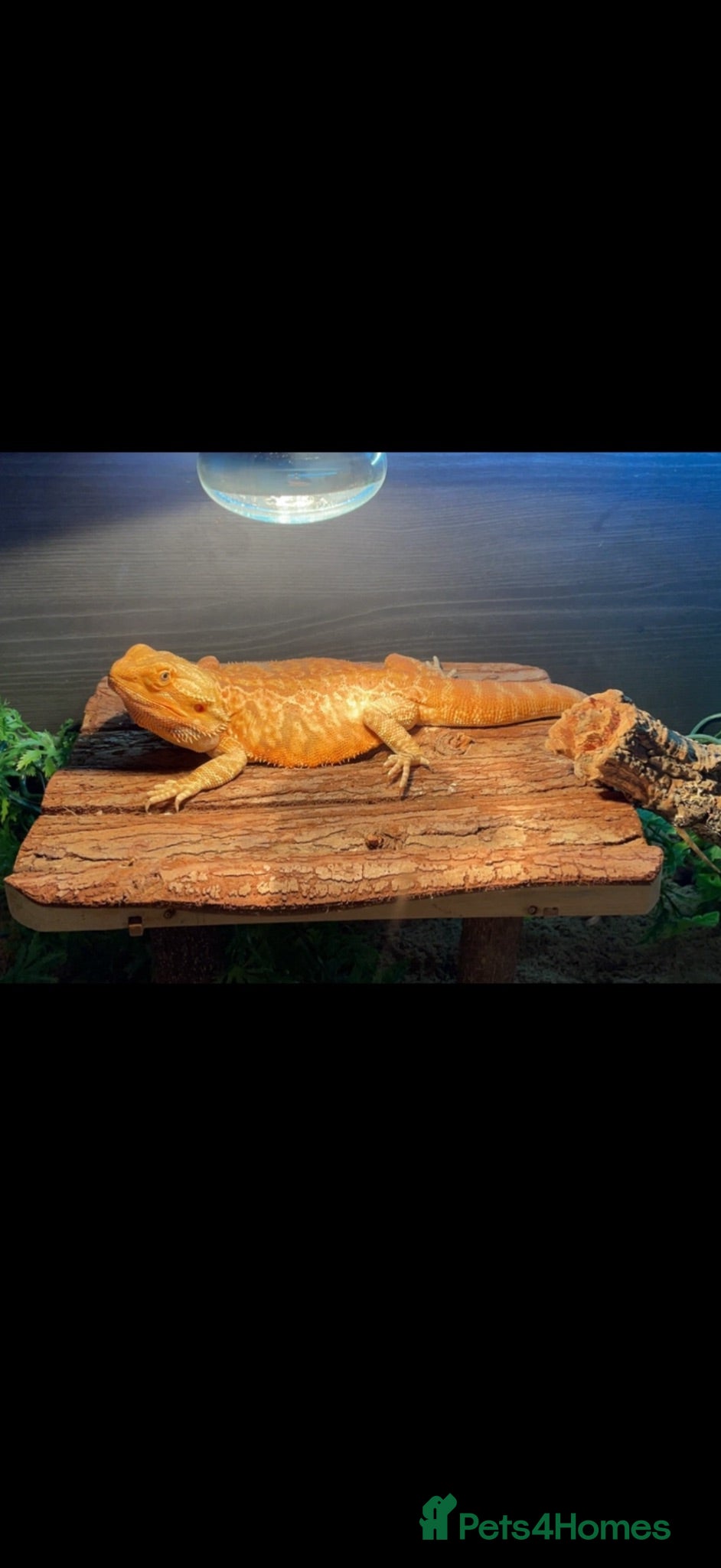 Bearded Dragon reptiles Bearded dragon  - Advert 2