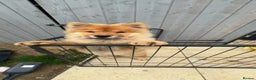 Chow Chow dogs for sale: 5 month chow chow puppy Koba  - Advert 4