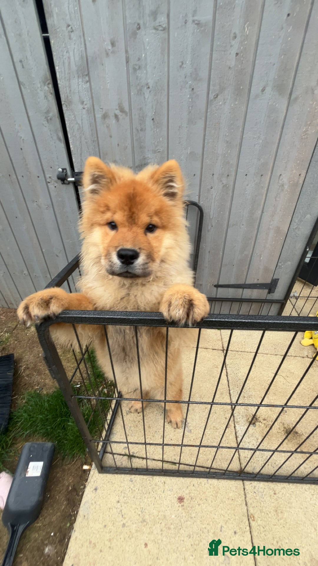 Chow Chow dogs for sale: 5 month chow chow puppy Koba  - Advert 4