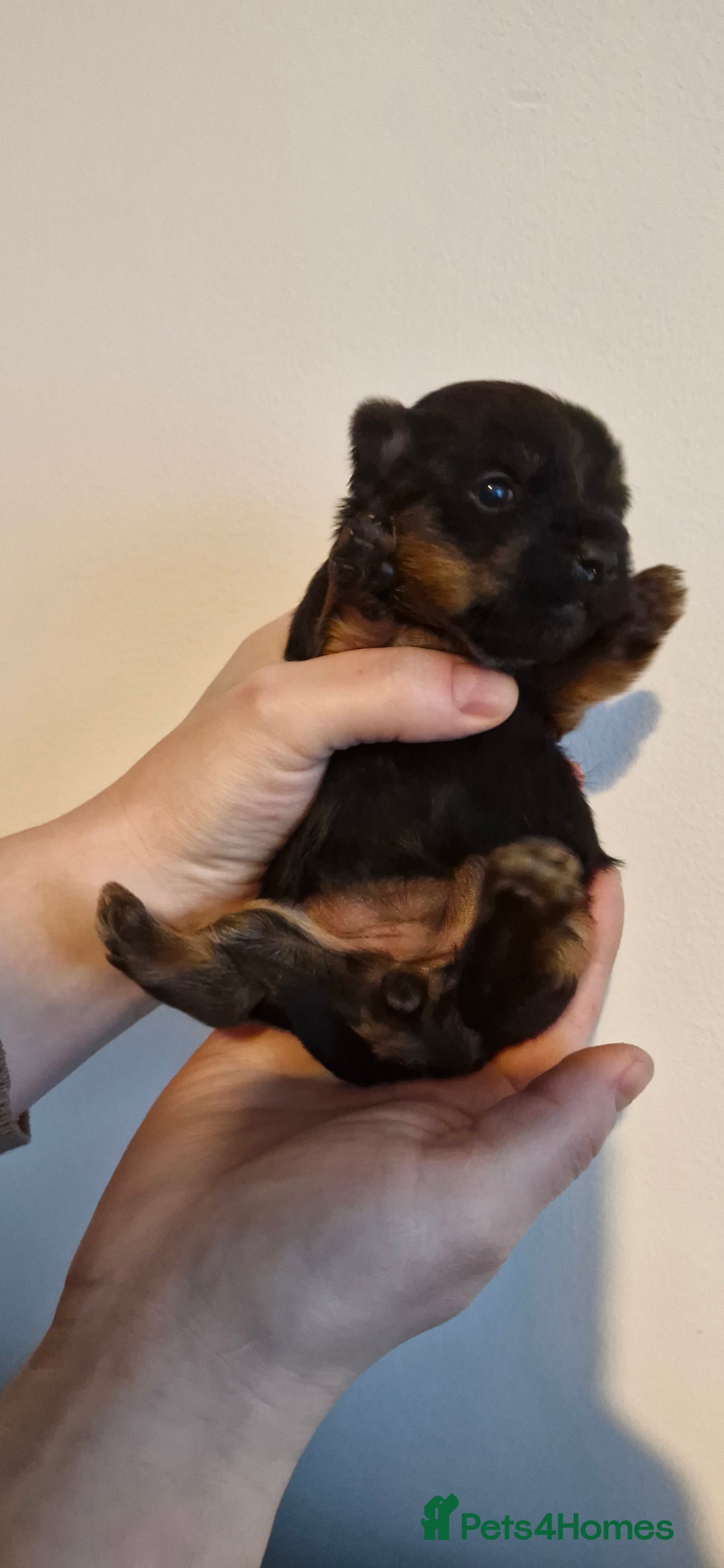 Yorkshire Terrier dogs for sale: Yorkshire terrier  - Advert 25