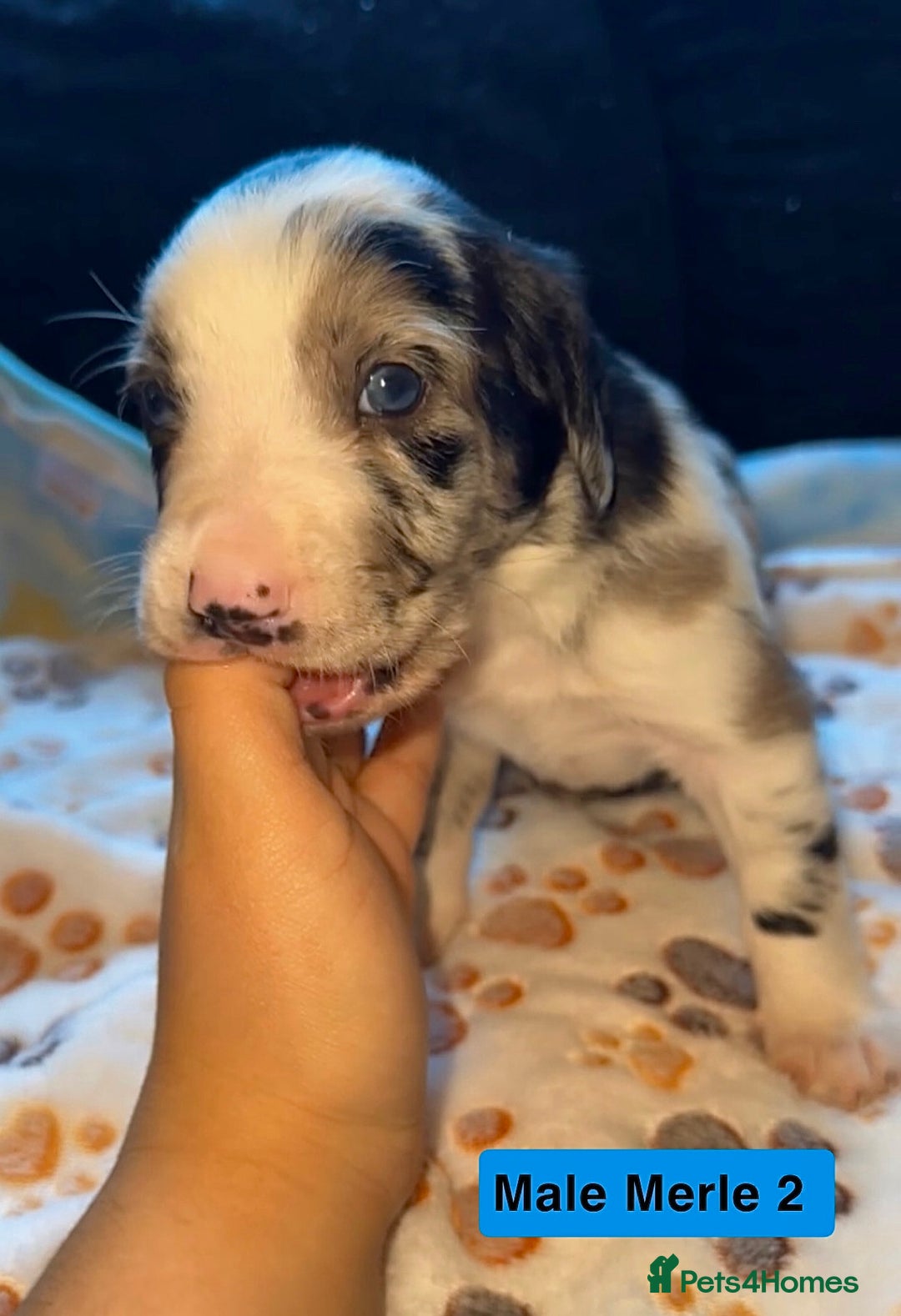 Mixed Breed dogs for sale: BLUE EYED RARE Genetic Merle Sprollies - Advert 2