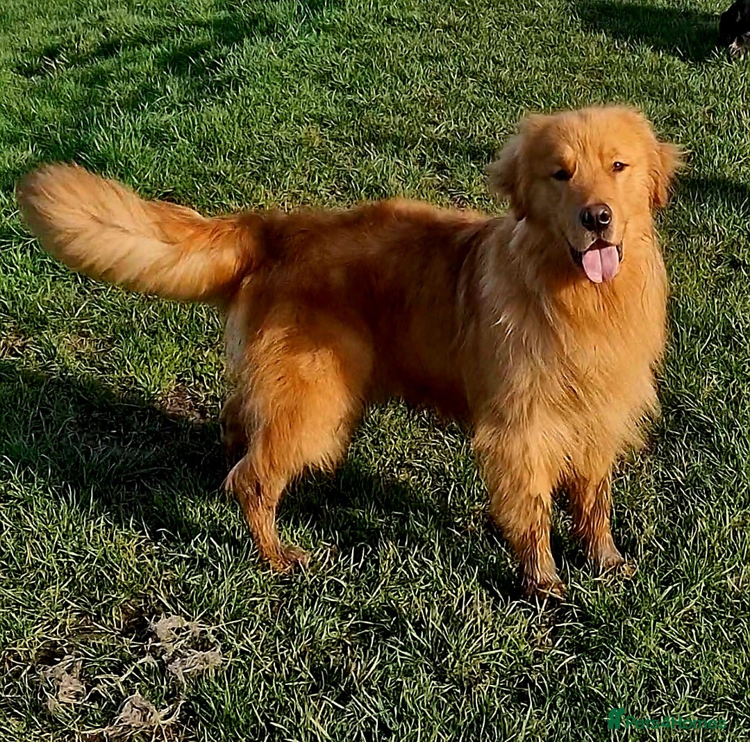 Golden Retriever dogs FOX 1 OF A KIND IN THE UK. - Advert 2