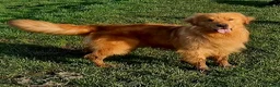 Golden Retriever dogs for sale: FOX 1 OF A KIND IN THE UK. - Advert 1