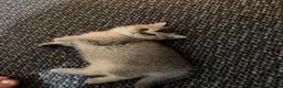 British Shorthair cats for sale: British Shorthair cats - Advert 5