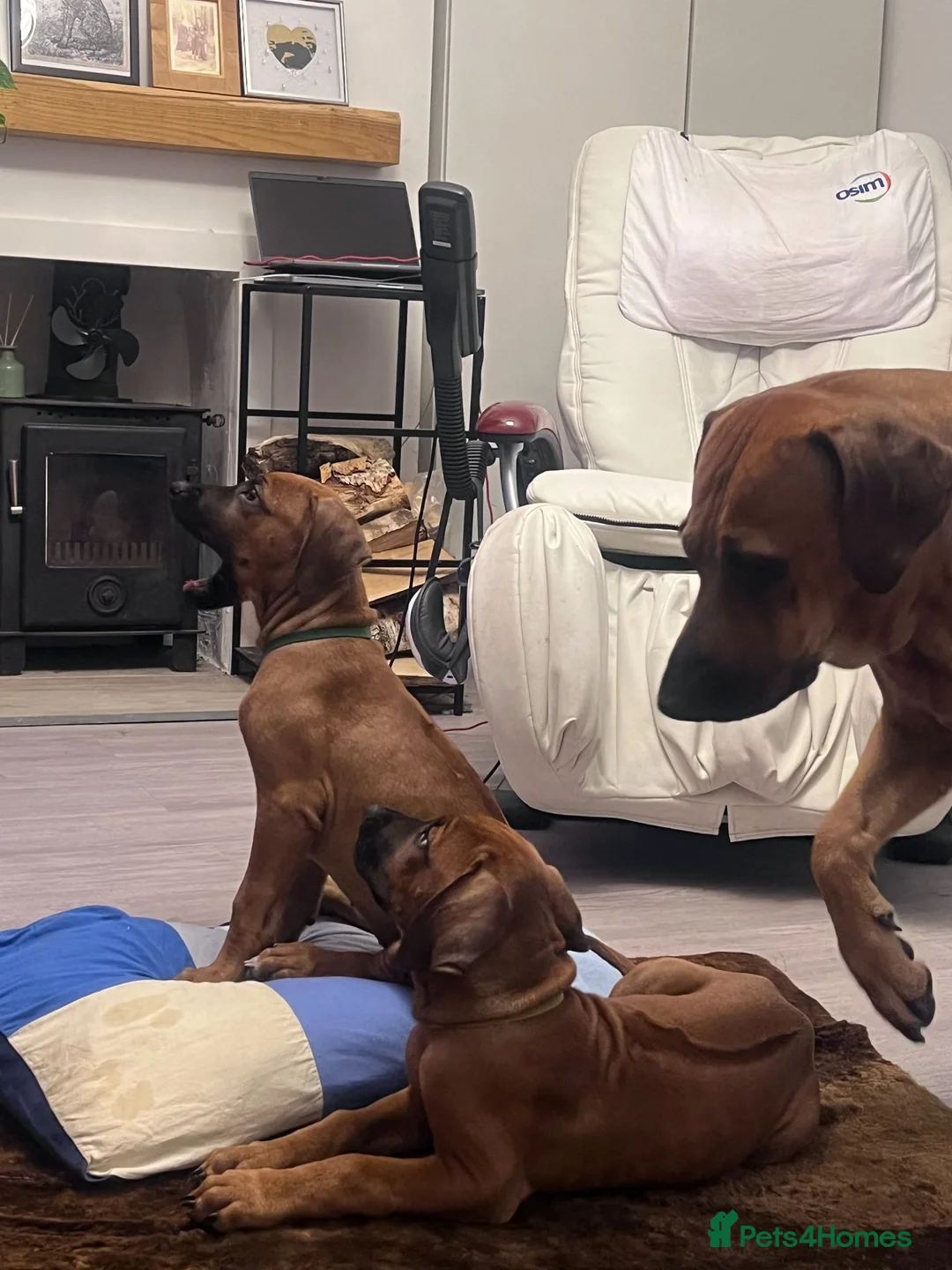 Rhodesian Ridgeback dogs for sale: KC Registered, only 2 left. - Advert 1
