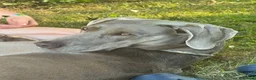 Weimaraner dogs for sale: WEIMARANER  in Barry - Advert 2