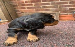 Cocker Spaniel dogs for sale: cocker spaniel pups ready for reserve - Image 19