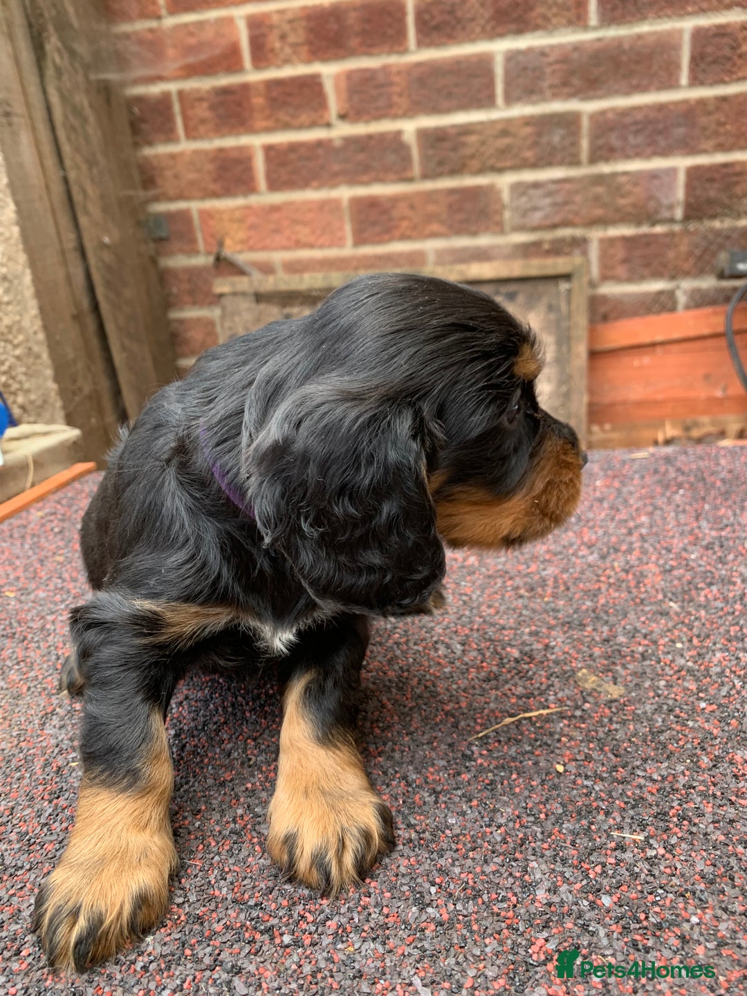 Cocker Spaniel dogs for sale: cocker spaniel pups ready for reserve - Image 19