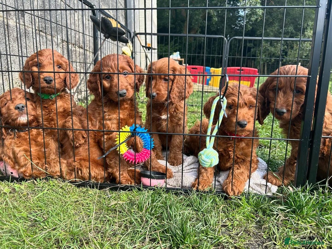 Irish Doodle dogs for sale: Irish doodles - Image 8