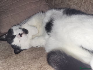 Domestic Shorthair cats for sale: Fluffy boy Oreo - Advert 1