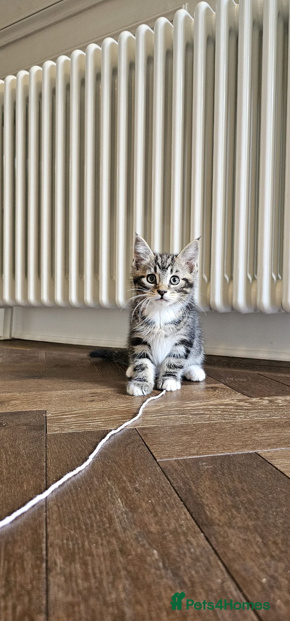 Maine Coon cats 8 Beautiful Maine Coon X kittens - Advert 17