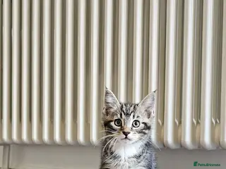 Maine Coon cats 8 Beautiful Maine Coon X kittens - Advert 17