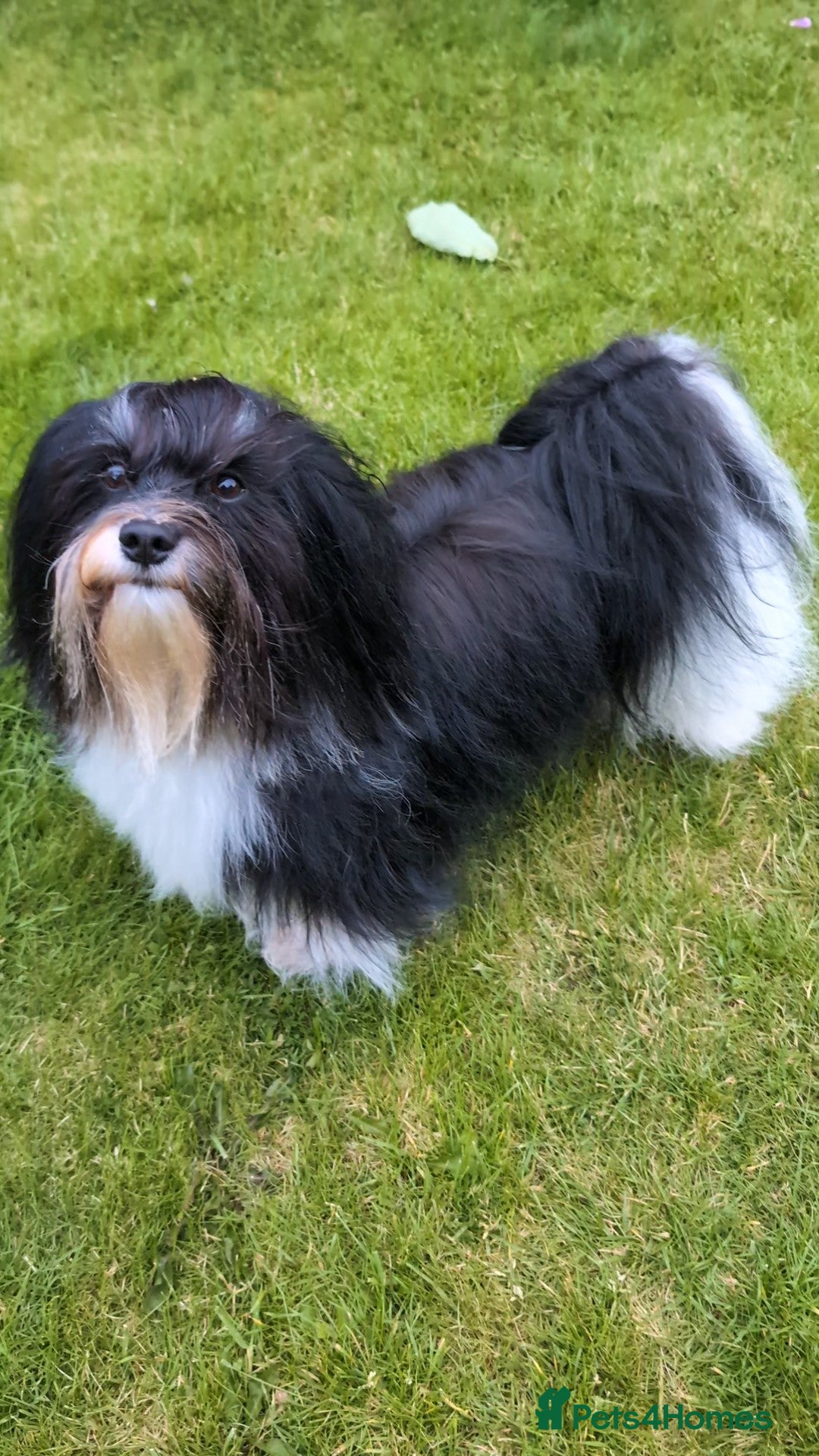 Havanese dogs Havanese for stud in Newtownards - Advert 12