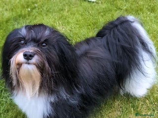 Havanese dogs in Newtownards - Advert 1