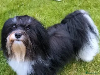 Havanese dogs Havanese for stud in Newtownards - Advert 1