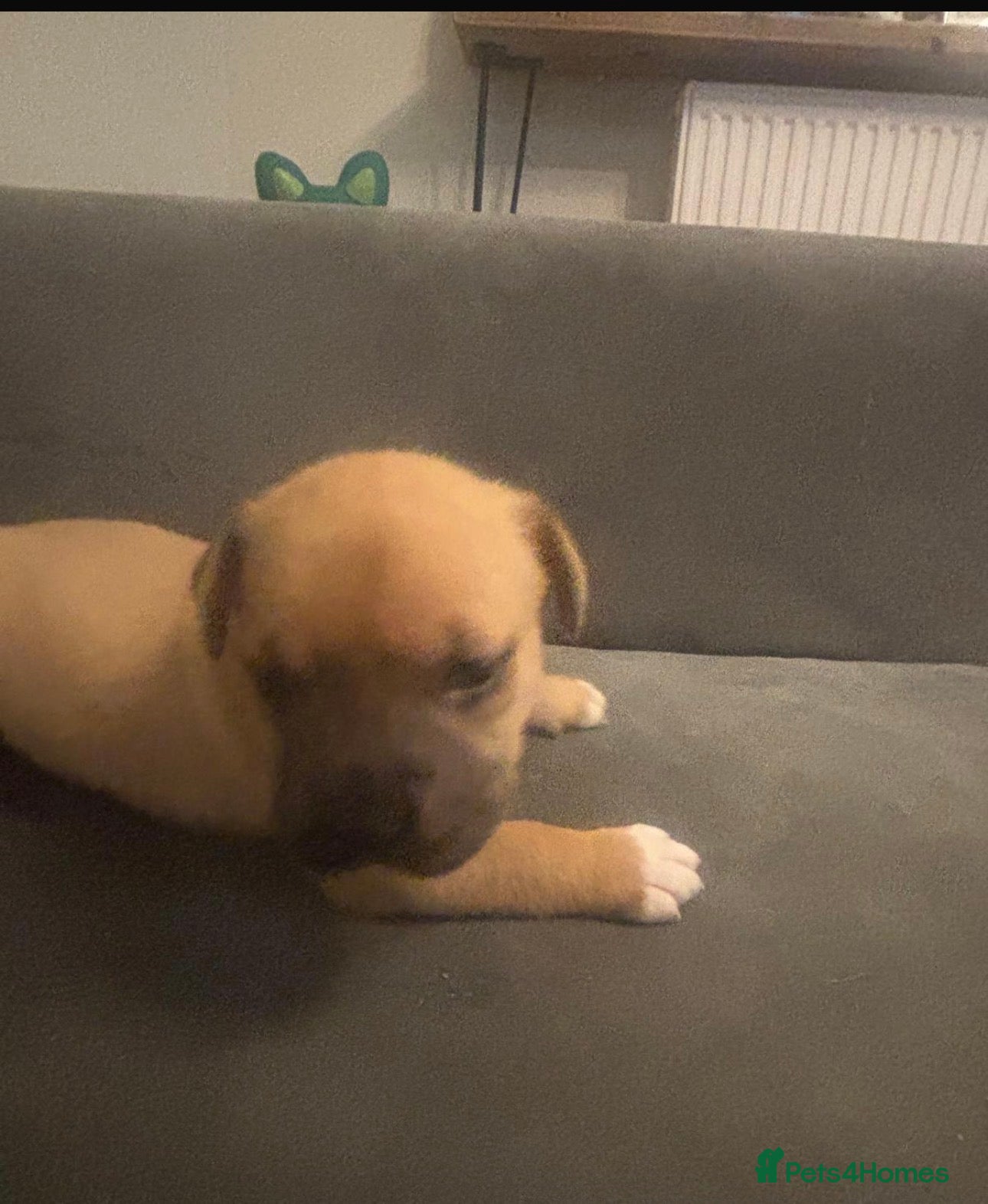 Mixed Breed dogs Dogue de Bordeaux × Mastiff Puppies - Advert 8