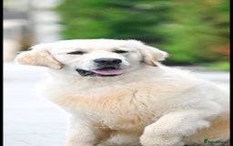 Golden Retriever dogs for stud: *Fully DNA clear, A/A 0/0, KC show lines for stud* - Image 1