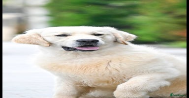 Golden Retriever dogs - Advert 9