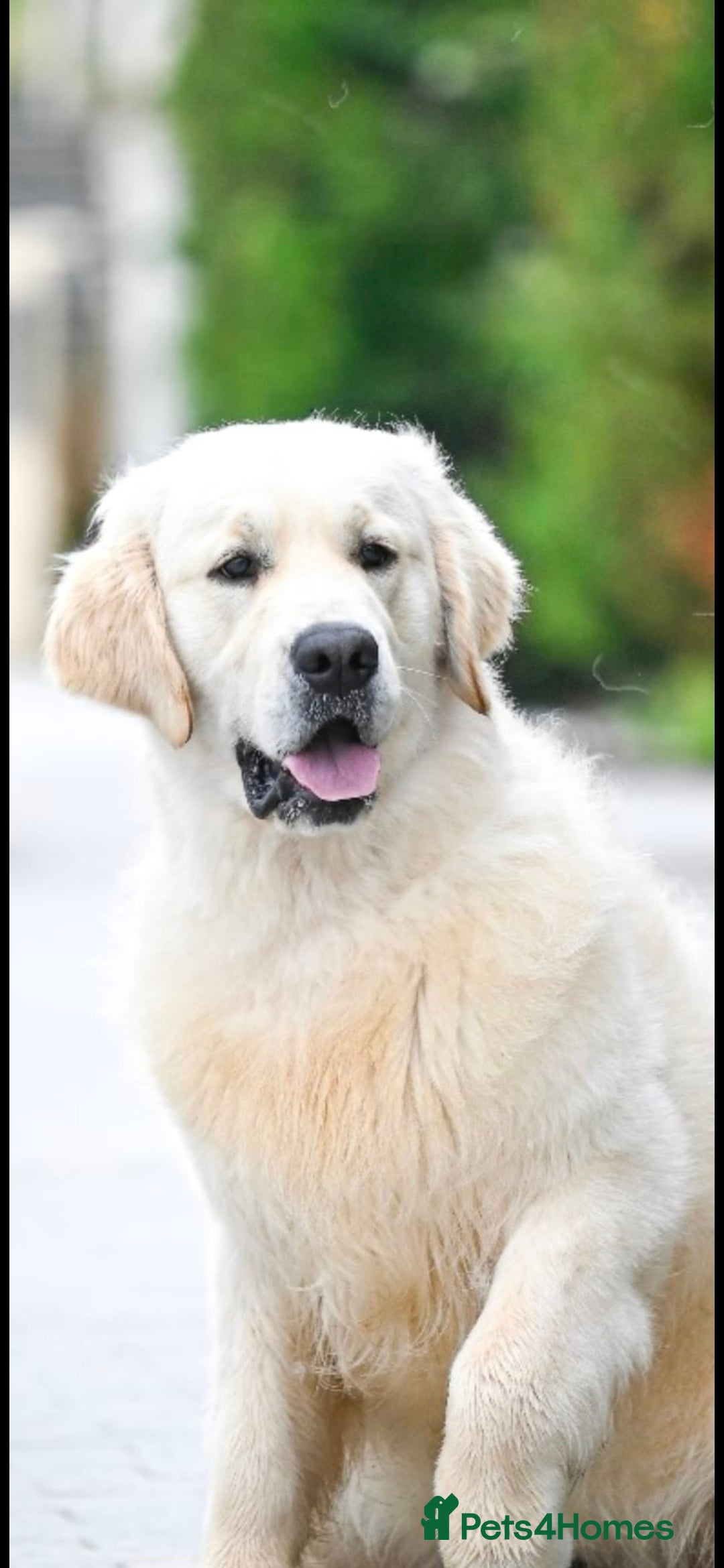Golden Retriever dogs for stud: *Fully DNA clear, A/A 0/0, KC show lines for stud* - Image 1