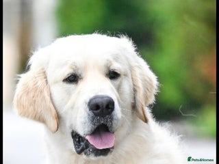 Golden Retriever dogs - Advert 15