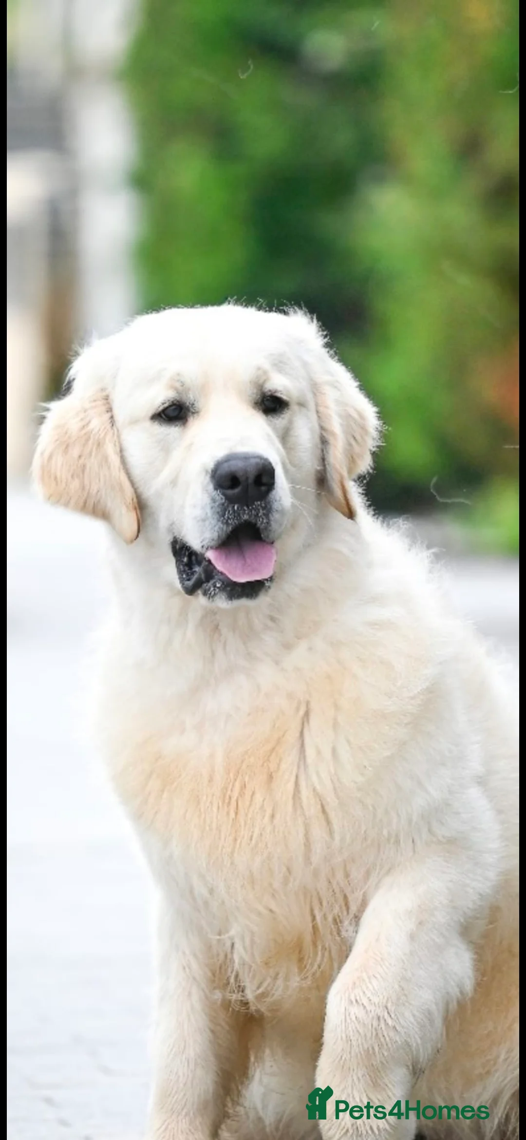 Golden Retriever dogs for stud: *Fully DNA clear, A/A 0/0, KC show lines for stud* - Advert 2