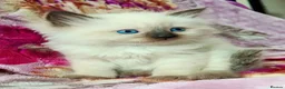Ragdoll cats for sale: Stunning Ragdoll Kittens Looking for Forever Homes - Advert 11