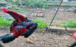 Chickens poultry for sale: Aseel shamo  chicks for sale  - Image 10