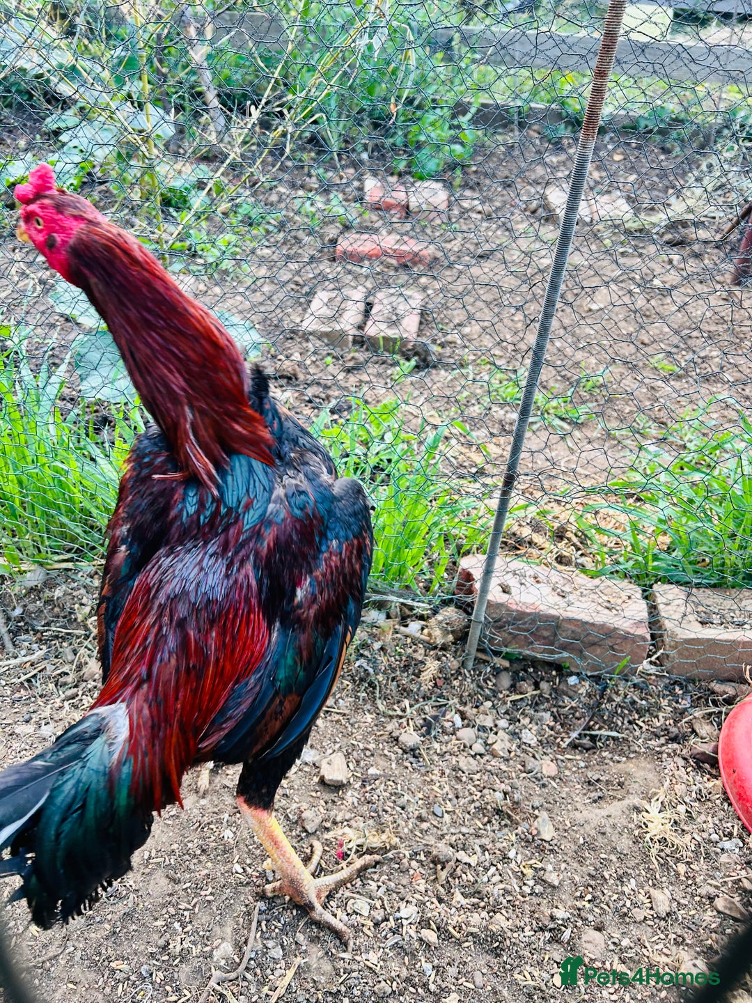 Chickens poultry for sale: Aseel shamo  chicks for sale  - Image 10